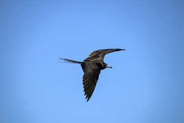Frigate Birds Flying