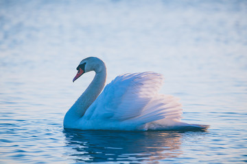 Swan floating on the water  at sunrise. Baltic Sea
