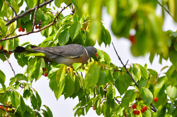 Common Wood Pigeon on cherry tree in spring. Pidgeon eating cherry
