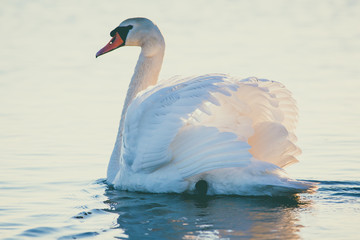 Swan floating on the water  at sunrise. Baltic Sea