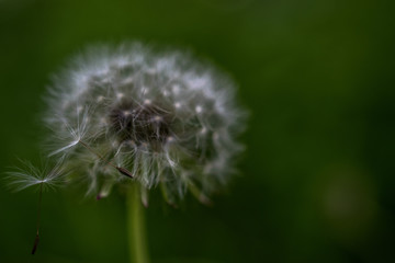 Dandelion clock dispersing seed