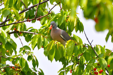 Common Wood Pigeon on cherry tree in spring. Pidgeon eating cherry
