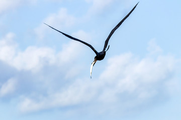 Fototapeta na wymiar Frigate Birds Flying