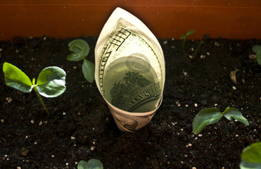 American dollars grow from the ground with seedlings plants around 