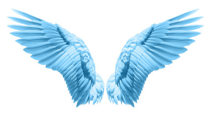 Fototapeta na wymiar Natural blue wing plumage