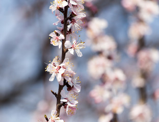 Beautiful flowers on apricot tree in spring