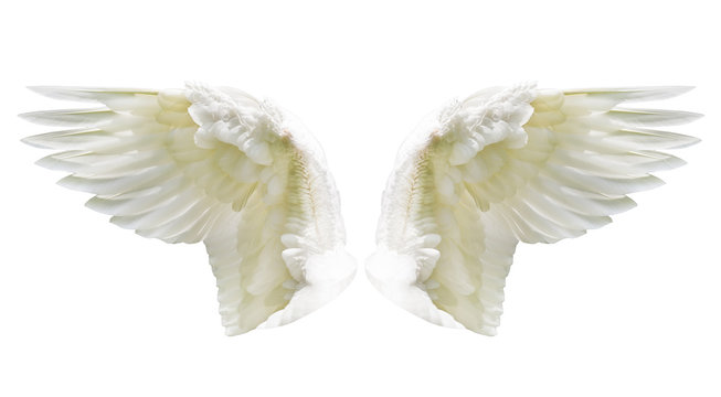 Internal white wing plumage