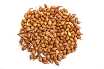 Small onion seeds, small onion seeds, seedable onion seeds white background
