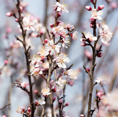 Fototapeta na wymiar Beautiful flowers on apricot tree in spring