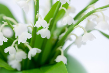 lily of the valley flowers