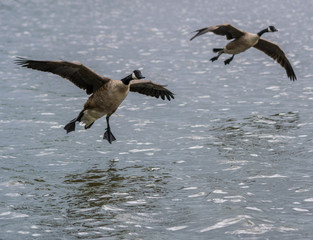 Flying Gesse Ready to Land