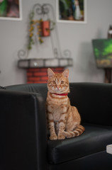 tigro / gatto europeo rosso.
