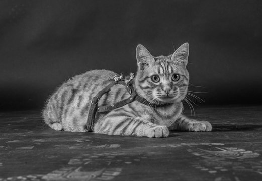 tigro / gatto europeo rosso.
