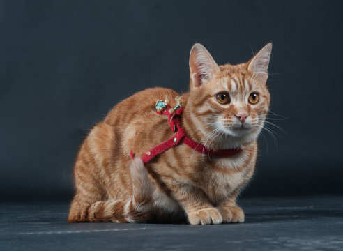 tigro / gatto europeo rosso.
