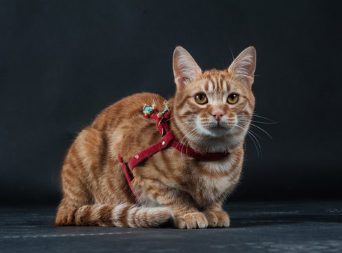 tigro / gatto europeo rosso.
