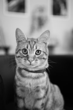 tigro / gatto europeo rosso.
