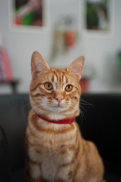 tigro / gatto europeo rosso.
