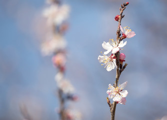 Beautiful flowers on apricot tree in spring