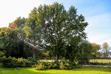 élaguer les arbres 4