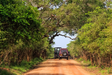 Landscape with road and SUVs in Yala National Park