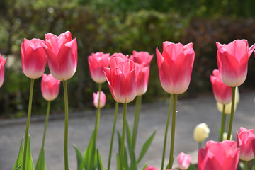 Tulipes roses au printemps au jardin