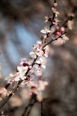 Beautiful flowers on apricot tree in spring