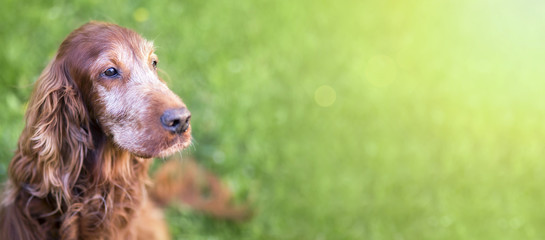 Web banner of a cute old Irish Setter dog
