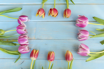 beautiful  pink tulip flowers on a blue wooden table. Top view with copy space