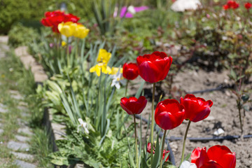 beautiful colorful tulips in a spring blooming  garden