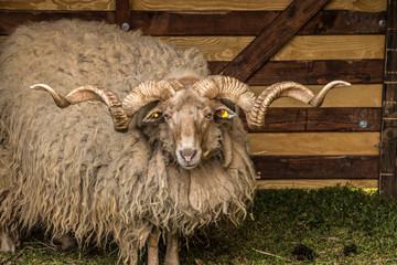 Zackelschaf