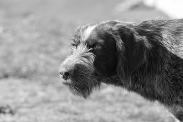 Portrait of a dog on a sunny day - black and white