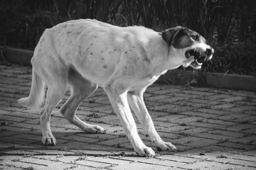 Scary dog - black and white