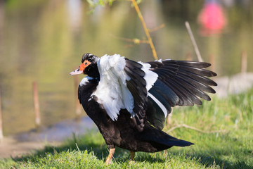 Black-and-white duck spread its wings in sunny weather against the background of water