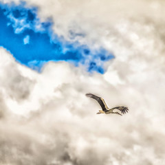 White stork