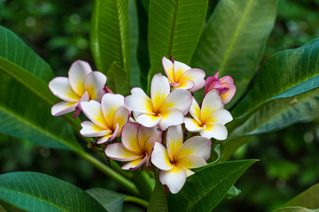 Blooming White Plumeria
