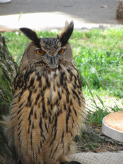 Portrait of long-eared owl ( Asio otus, Strigidae family )