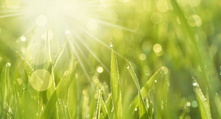 im frischen Grün einer Wiese im Frühling, glitzern die Tautropfen im Licht der aufgehenden Sonne