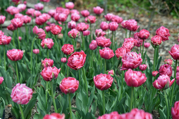 Tulipes roses à fleur de pivoine au printemps au jardin