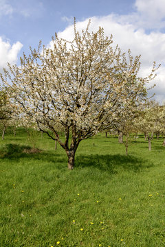 blossoming apple tree, baden