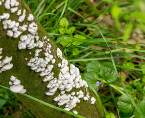 Mushrooms on a tree