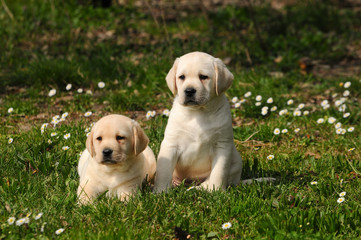 Two Yellow Labrador Retriever puppies dog