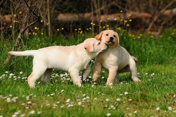 Two Yellow Labrador Retriever puppies dog