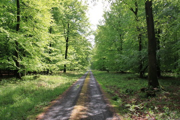 For&ecirc;t