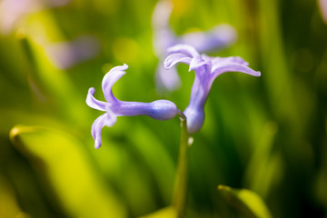 Beautiful blue flower on nature.