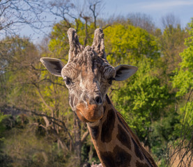 giraffe in der wildnis
