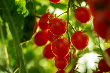 Red tomatoes in the garden of Thailand.
