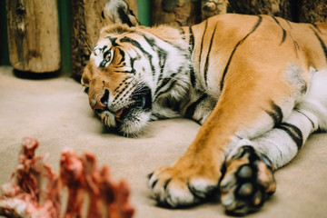 The tired Bengali tiger lies in a zoo on the ground with his tongue hanging out, next to a piece of raw meat, behind a wooden background