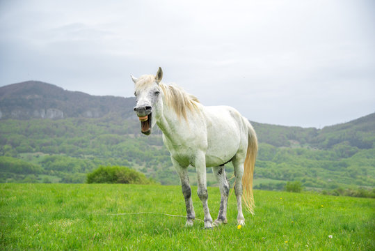 White horse with a funny grimace on a nature background
