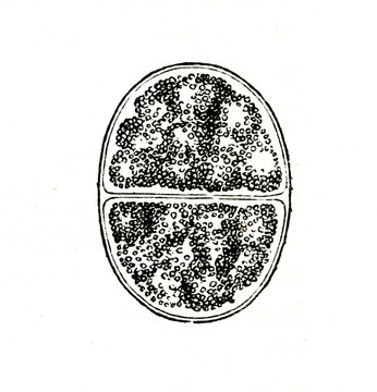 Lifecycle of gregarine - hundreds of oocysts accumulate within each gametocyst and fills with sporozoites (from Meyers Lexikon, 1895, 7/902)