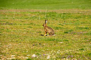 European brown hare (Lepus europaeus) 
